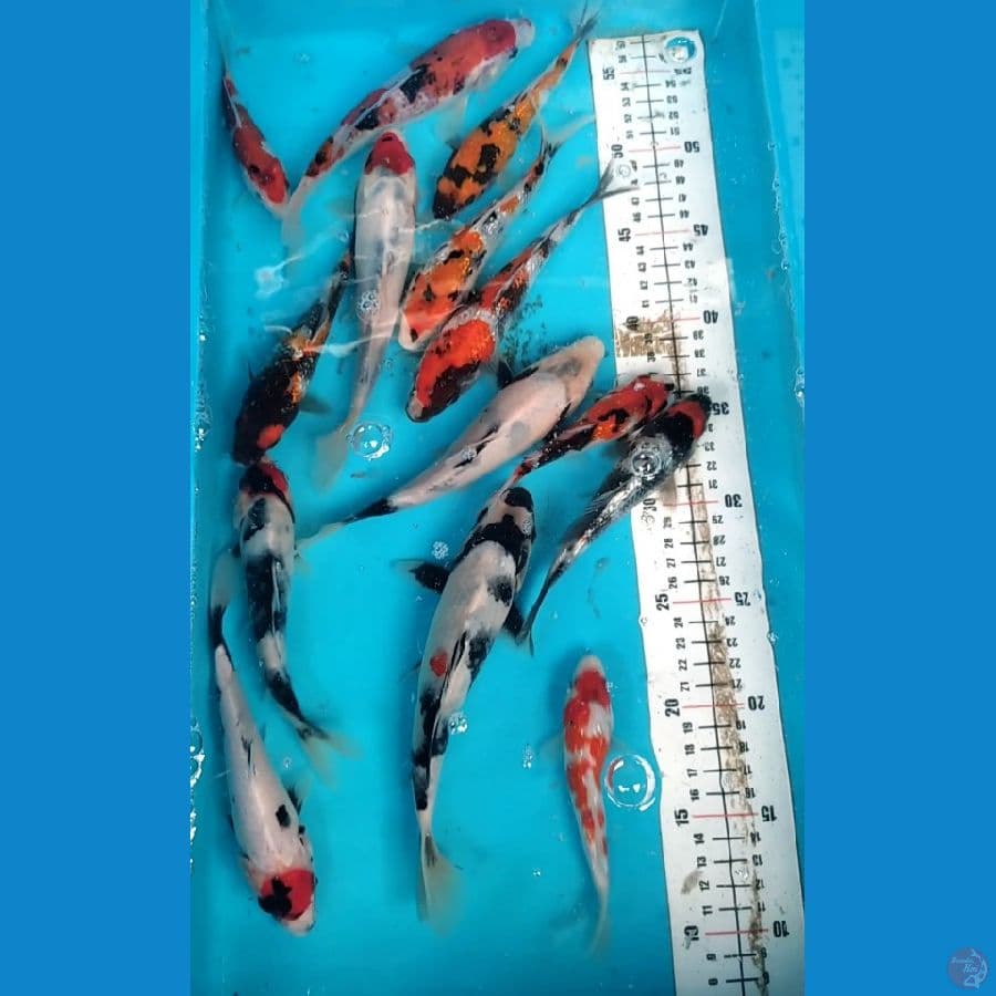 Showa Mix Ginrin 14 ekor Grade