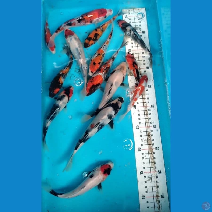 Showa Mix Ginrin 14 ekor Grade