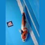 KINDAI SHOWA GINRIN 40CM
