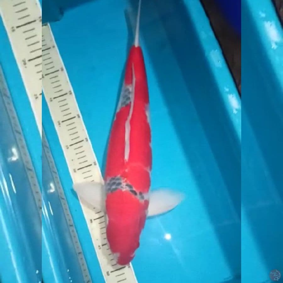 Goshiki racing super red male halus