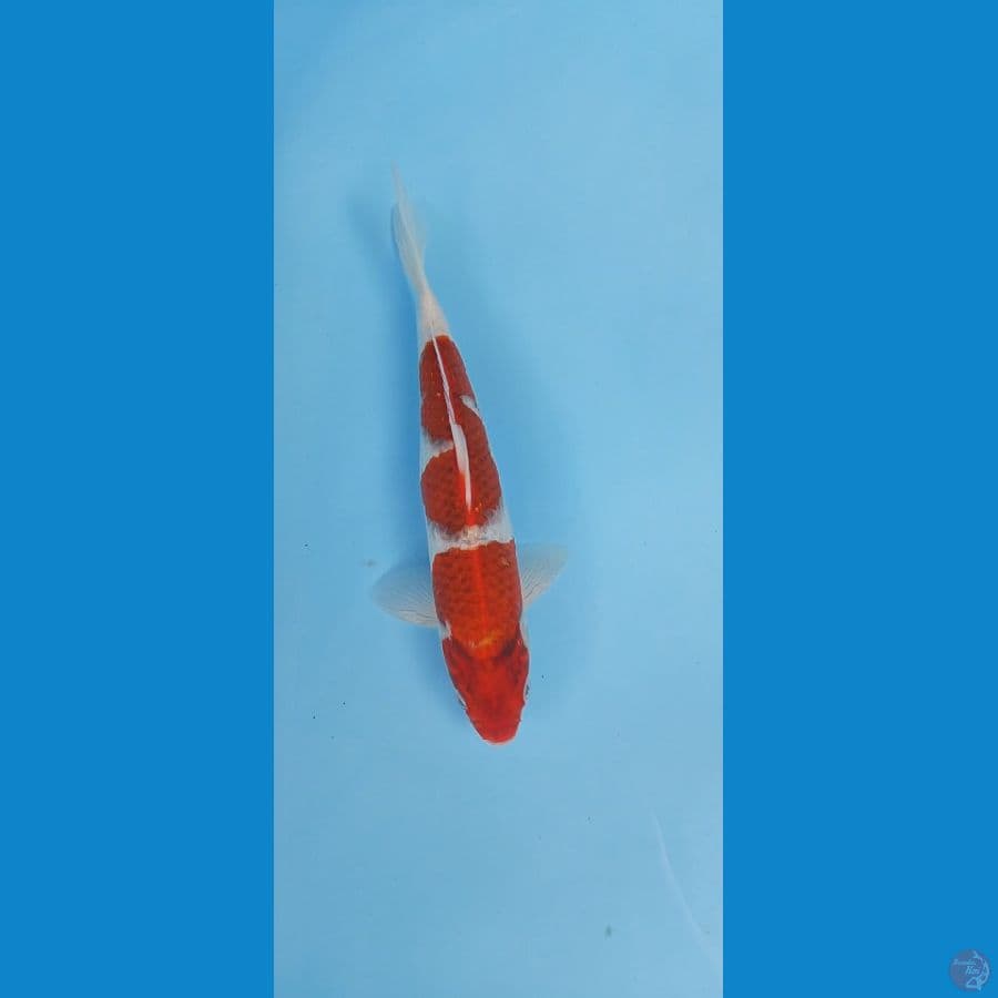 Ai koromo male 29cm