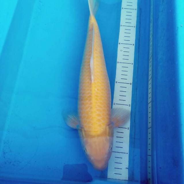Lemon Chagoi