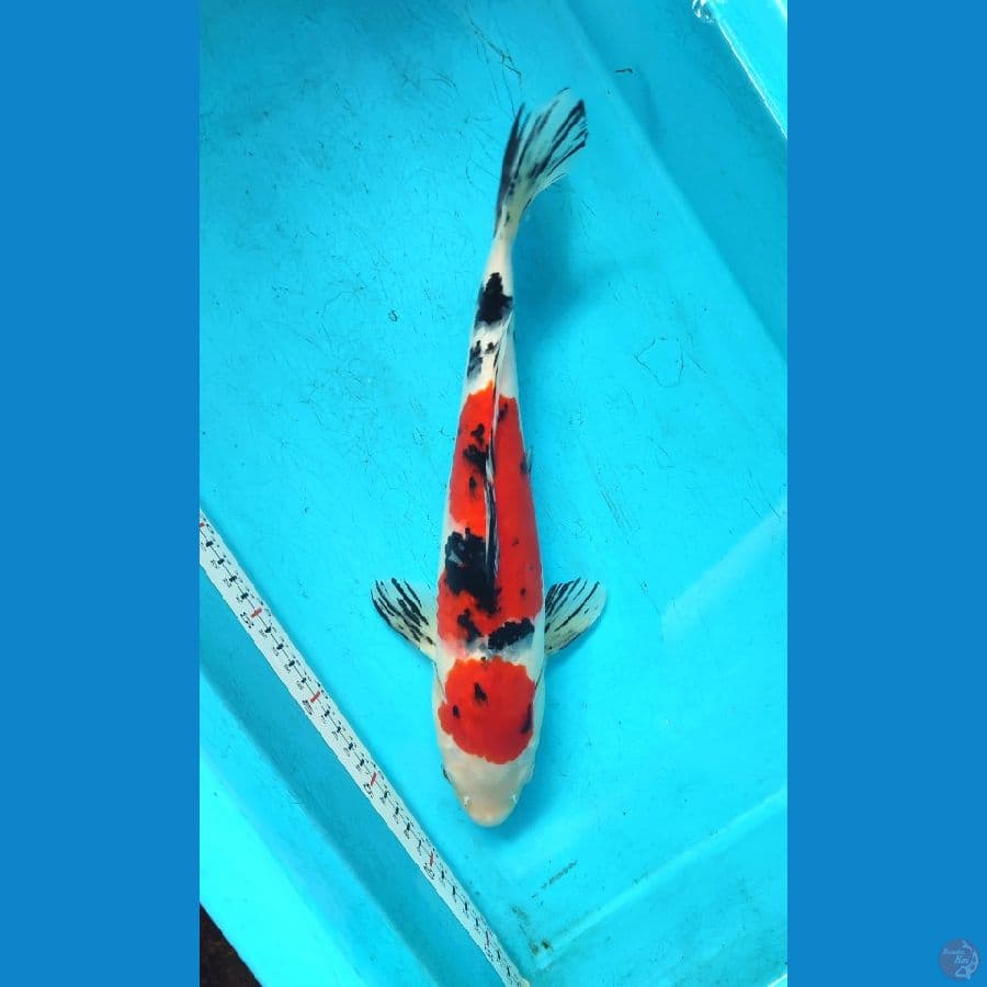 SHANKE 36CM/M