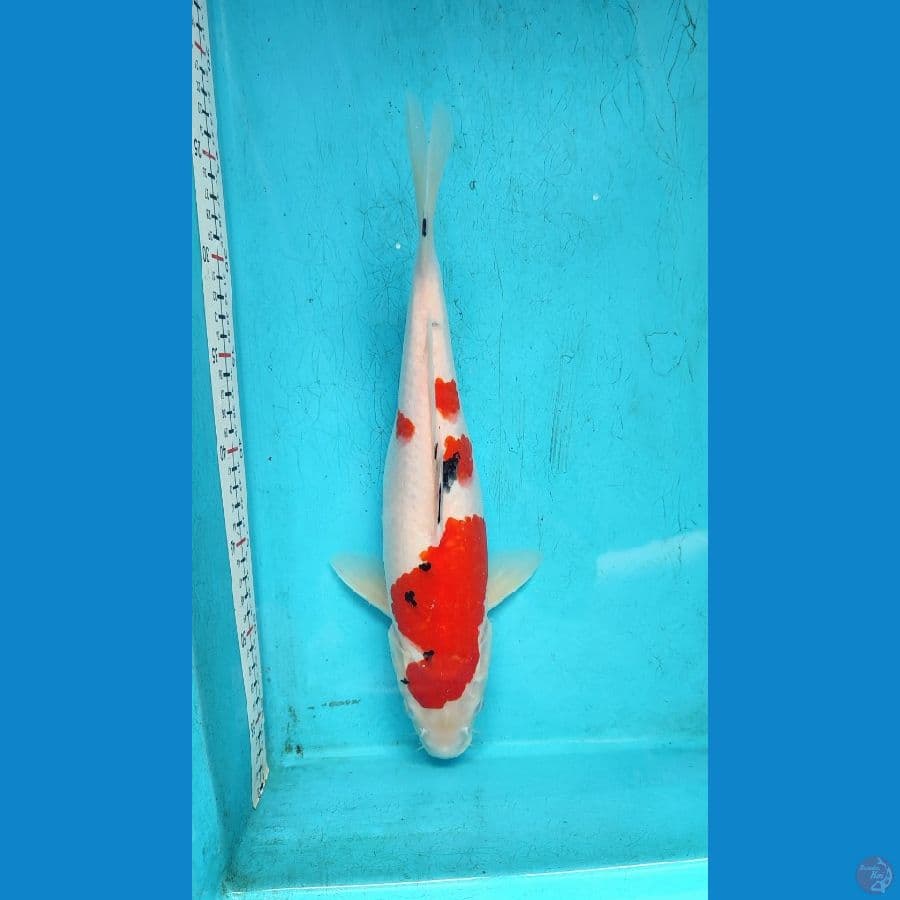 SHANKE 35CM/F