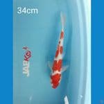 Kohaku aragoke 4step