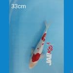 Kohaku 33cm