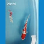 Kohaku 28cm
