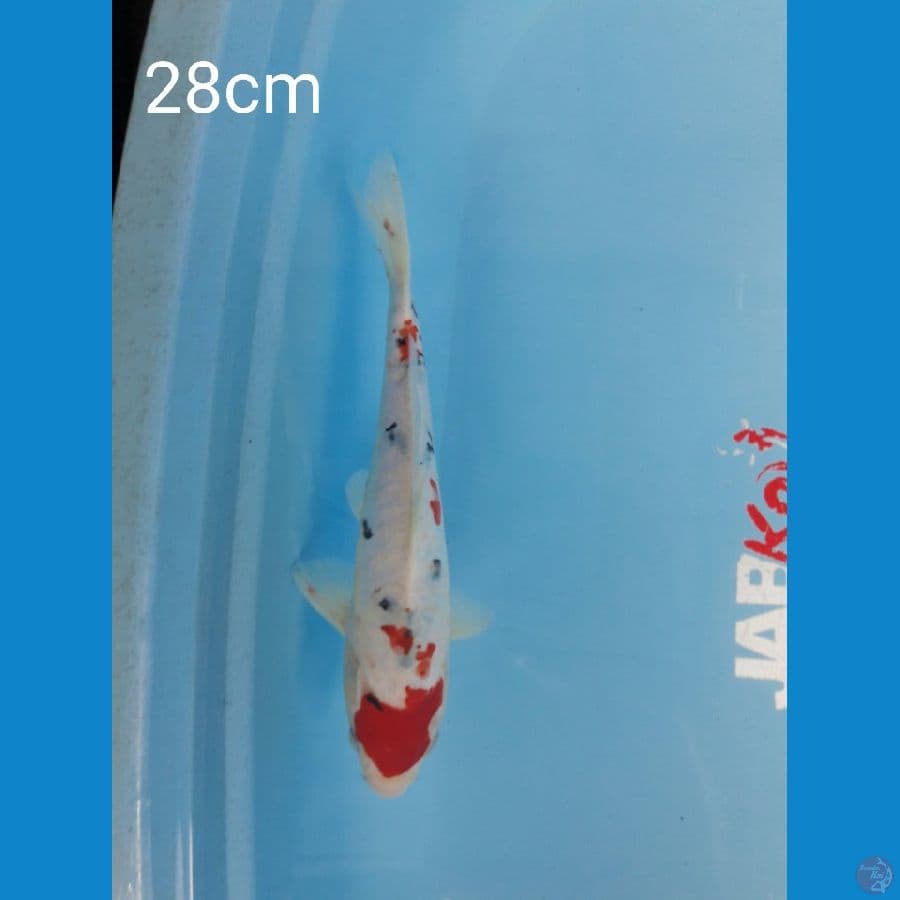 Sanke doit aragoke 28cm