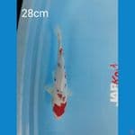 Sanke doit aragoke 28cm
