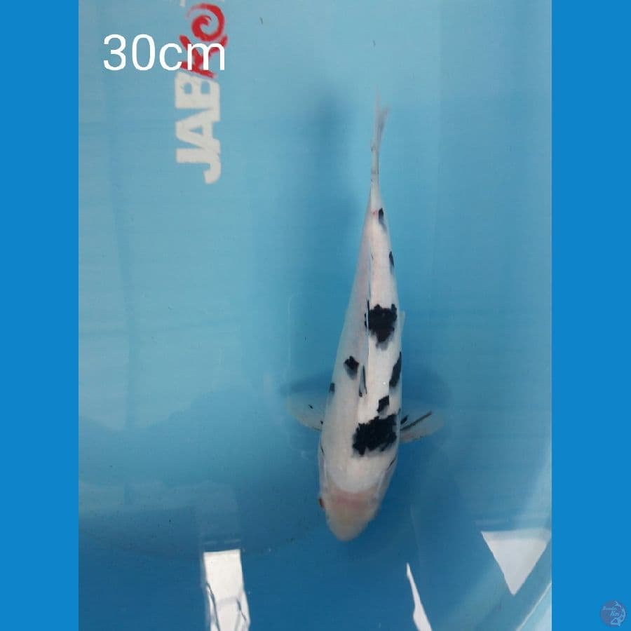 Bekko 30cm