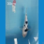 Bekko 30cm