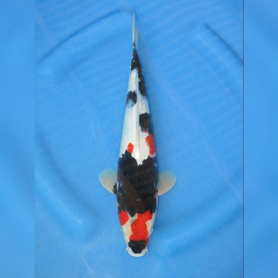 Super kindai showa f1 size : 29 cm