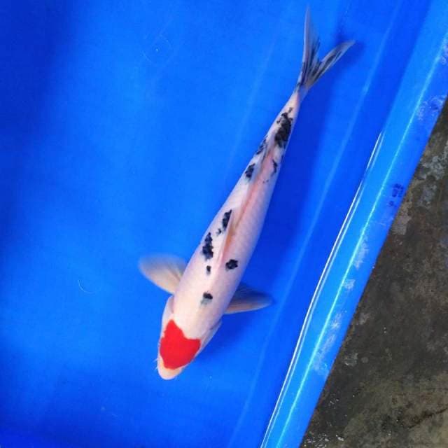 HWC (S of T)male 36cm