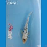 Bekko doit 29cm.