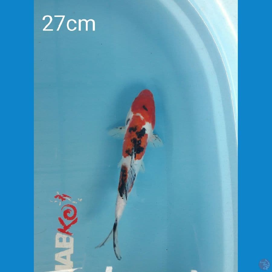 Sanke 27cm.