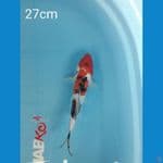 Sanke 27cm.