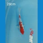 Sanke 28cm