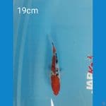 Sanke 19cm