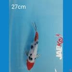 Sanke 27cm