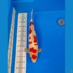 SPESIAL~1/2 METER ai goromo male