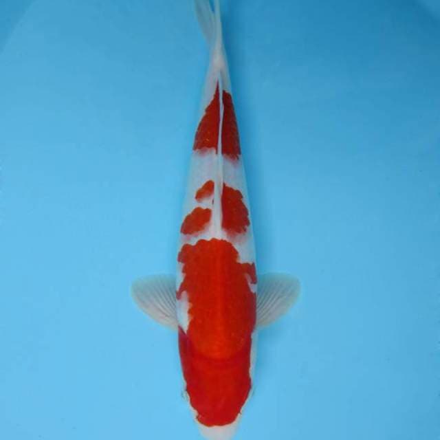AKAGI K - KOHAKU