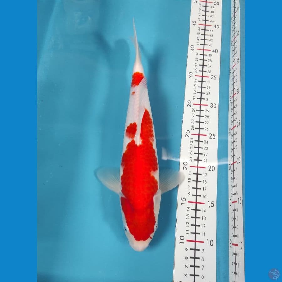 stong 30cm Male (kepala agak dekik)