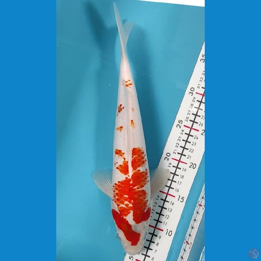 Kannoko 33cm Female