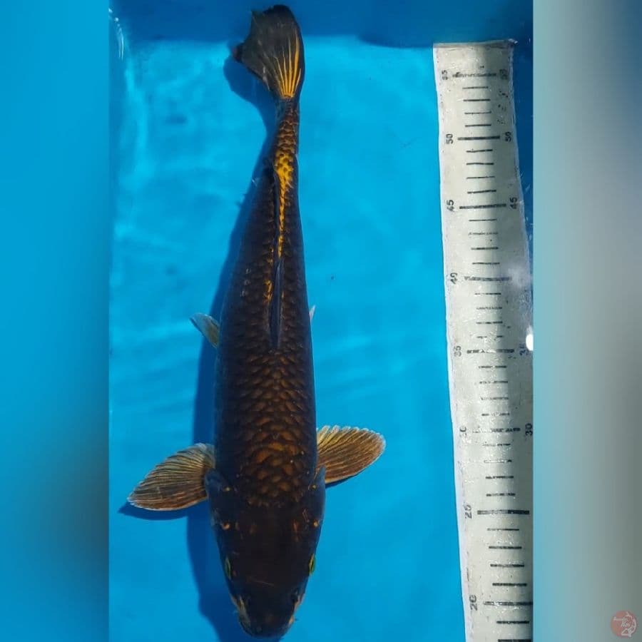 YELLOW BLACKMAMBA 40 CM