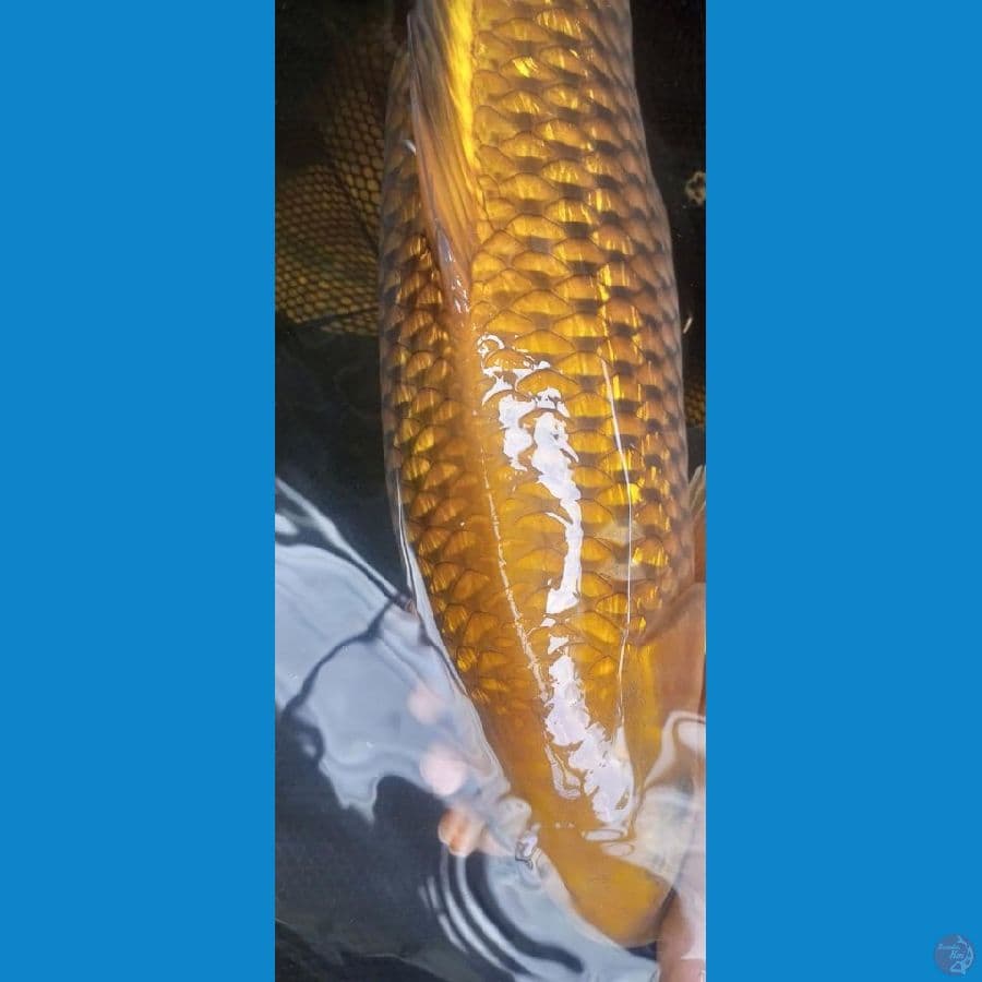cagoi 50cm