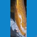 cagoi 50cm