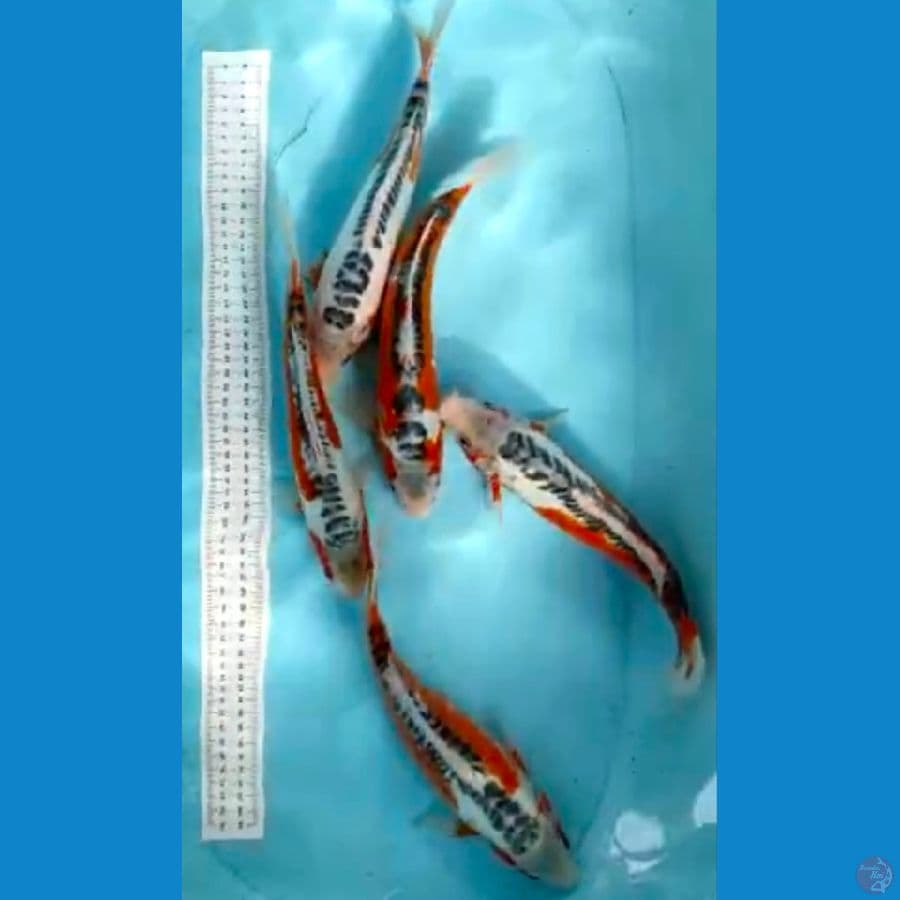 Hana shusui 25cm 5ekor