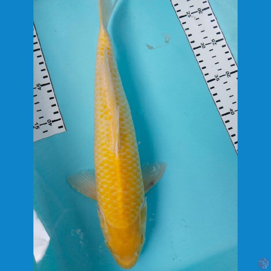 karasi 36cm