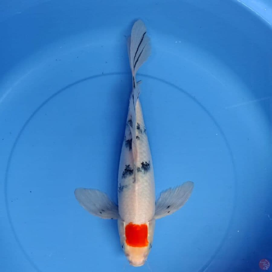 penari kolam 40cm
