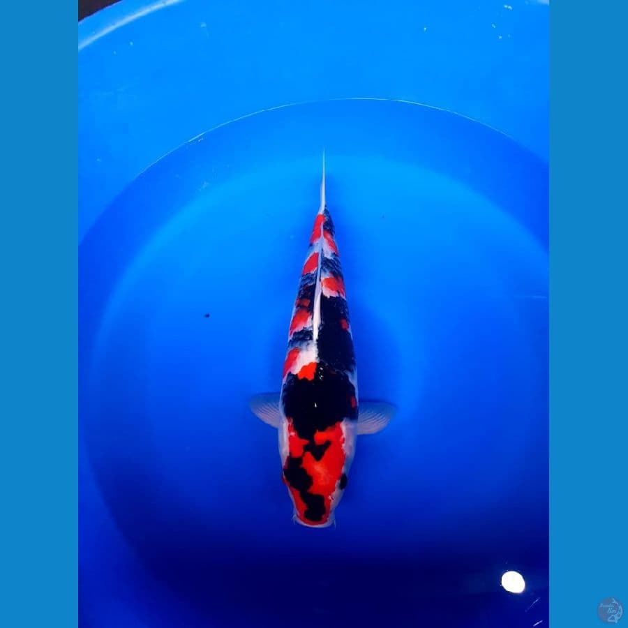 Showa male 46cm male original 