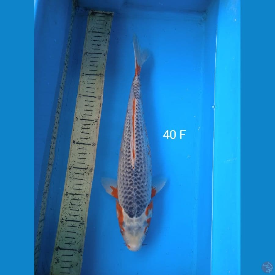 asagi 40cm F
