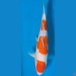 kohaku 34cm