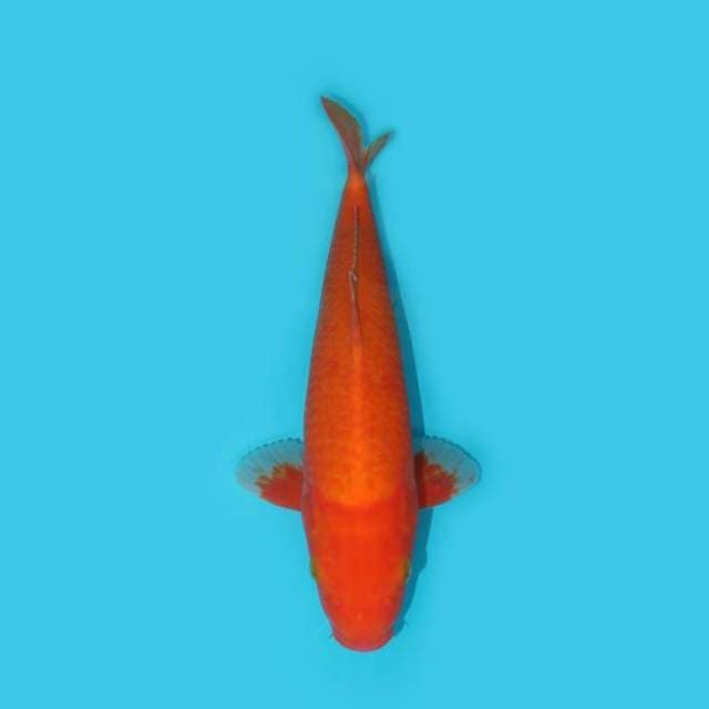 BENIGOI 31 CM