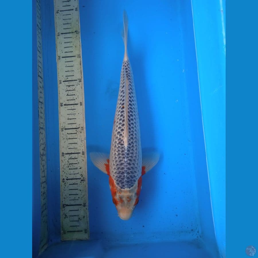 asagi 38cm M