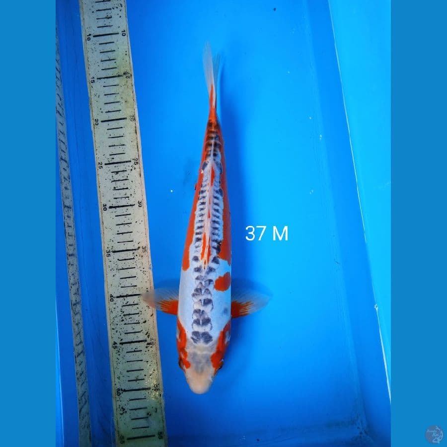 shusui 37cm M