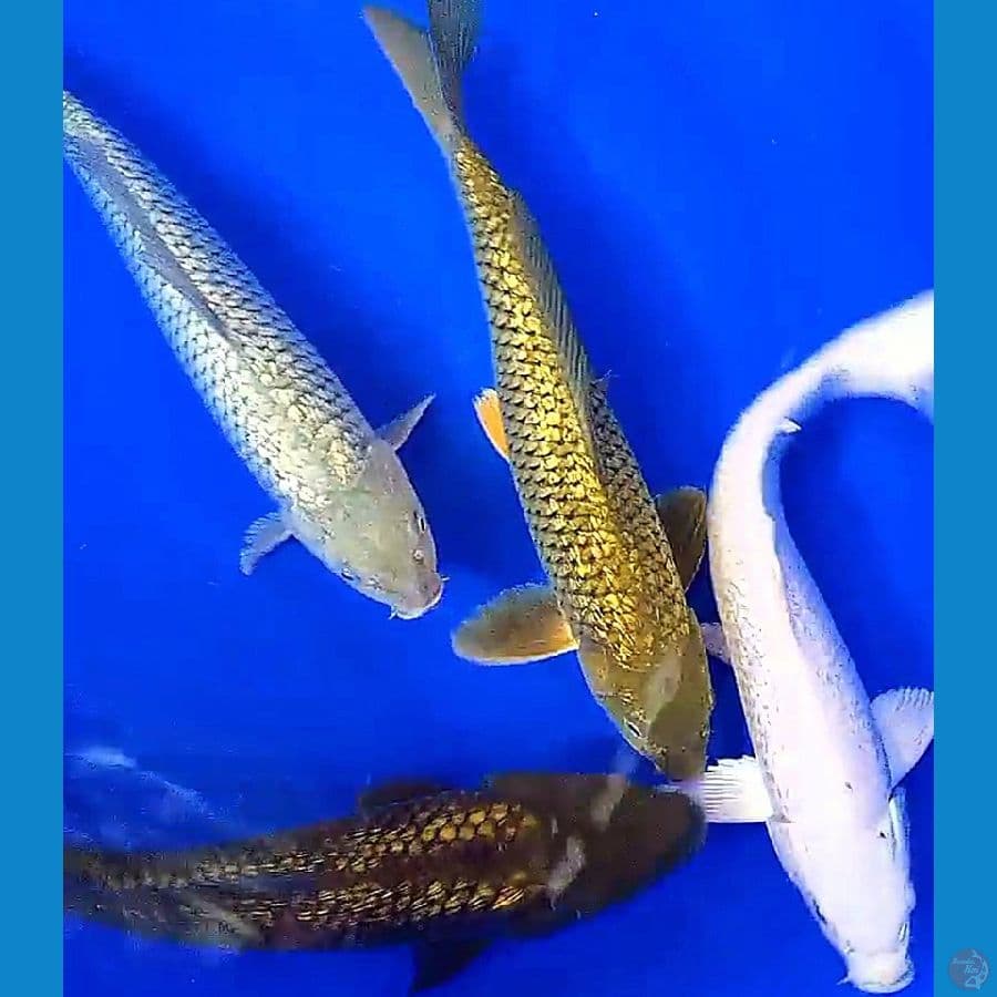 4mix ginrin 30-33 cm