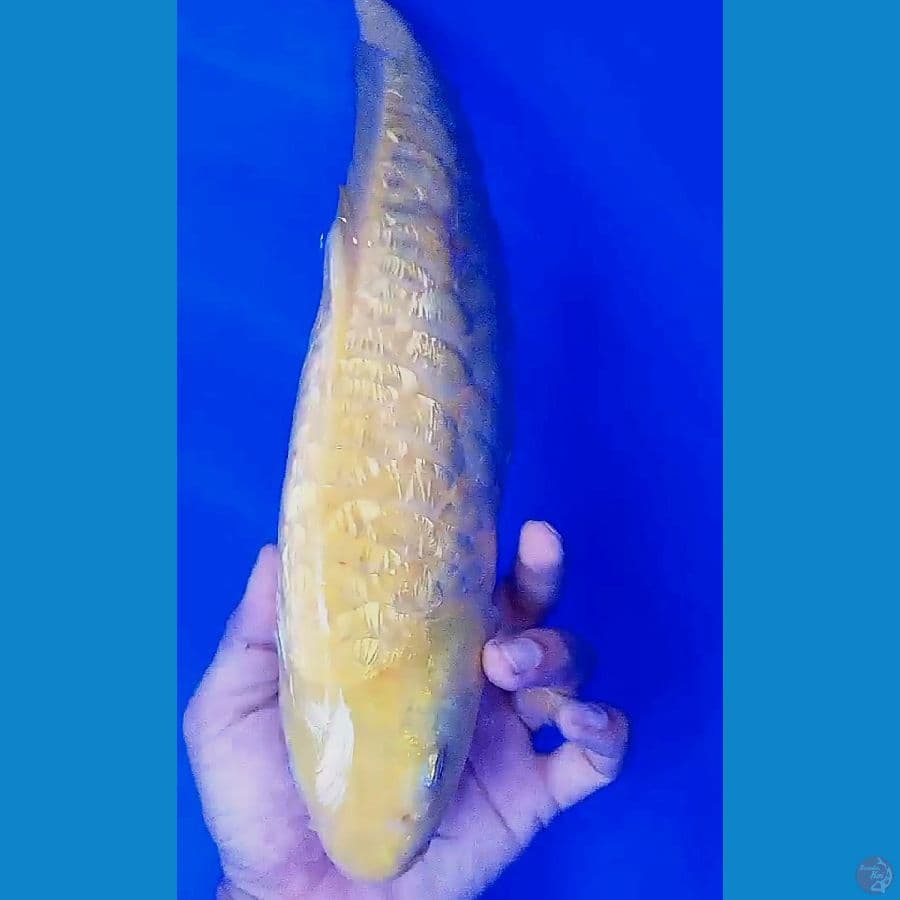 karasi aragoke ginrin f 37 cm