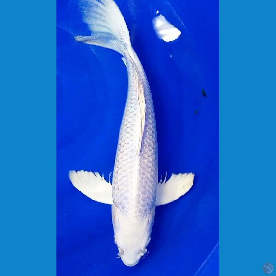  penari air  JUMBO F45 CM