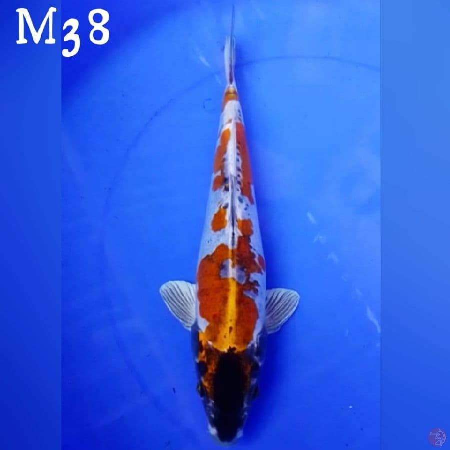 KIKOKURIYU M38