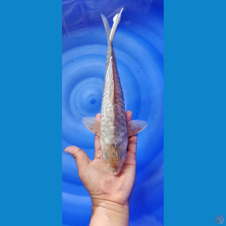 aragoke 31cm male