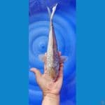 aragoke 31cm male 
