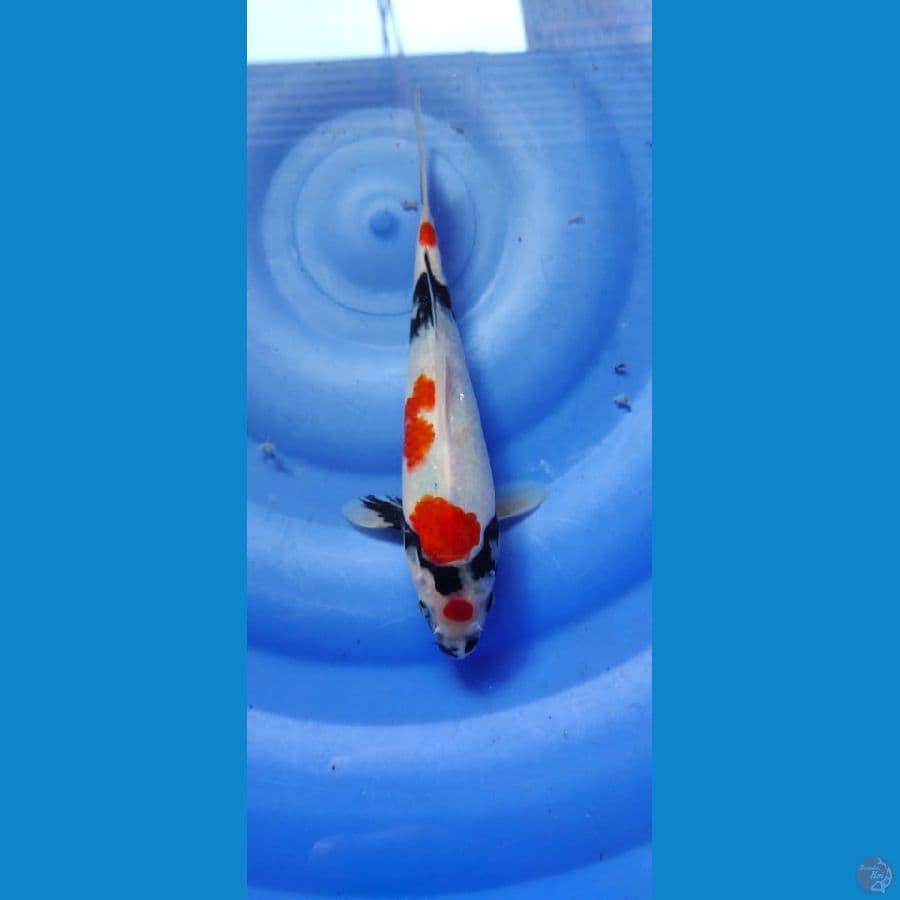 showa 27cm
