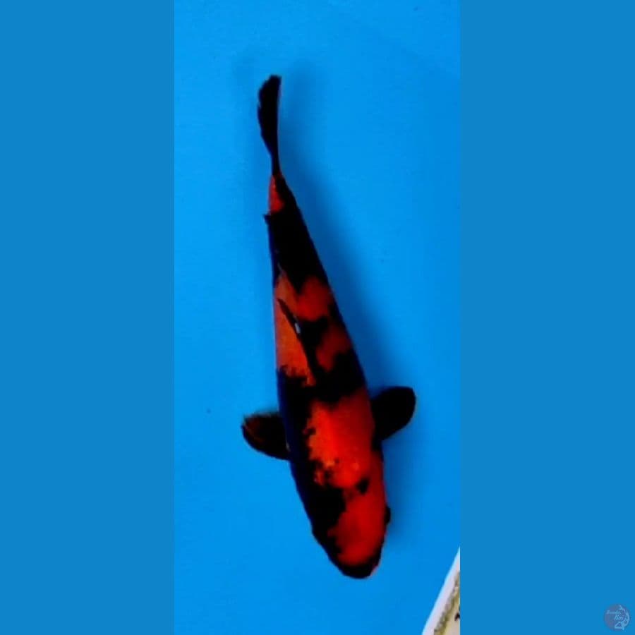 HIUTSURI # 20 CM TEMBUS