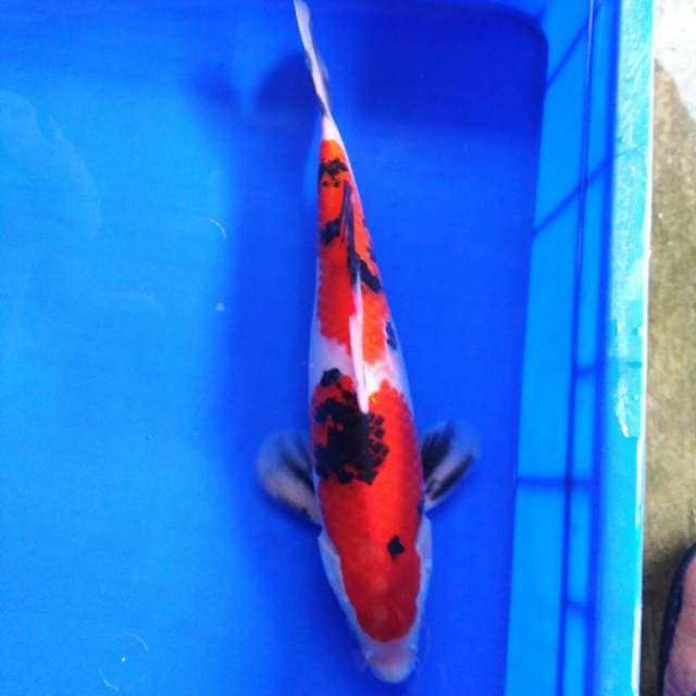 HWC (S of T)male 35cm