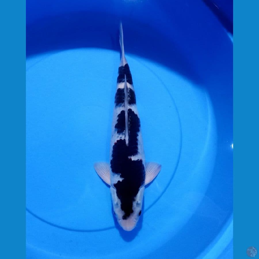 GOROMO INAZUMA ORYGIGINAL 39CM/M