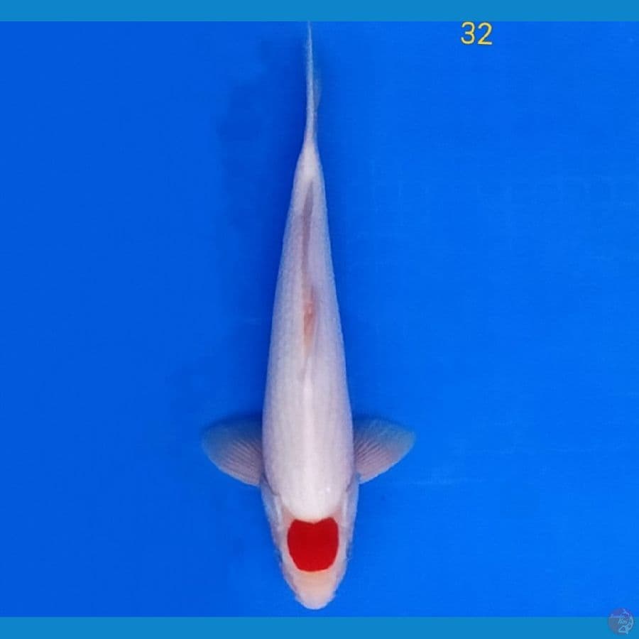 TANCHO KOHAKU ORI 32 CM